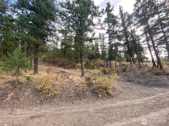 a view of a forest with trees