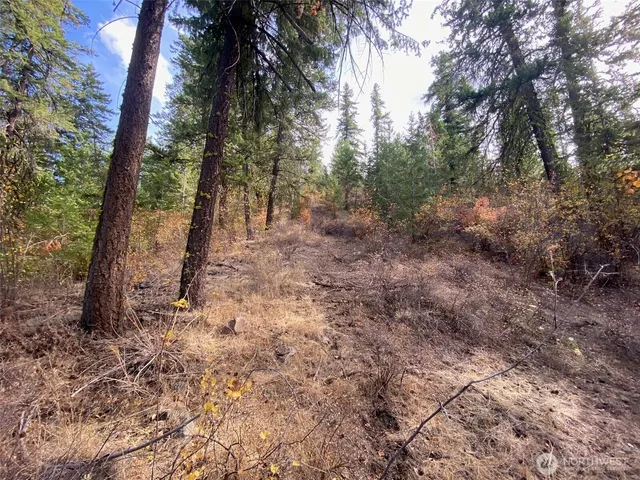 a view of a forest filled with trees