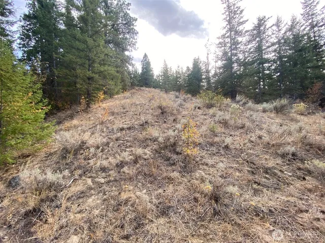 a view of a forest with trees in the background
