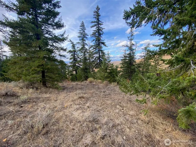 a view of a yard with a tree