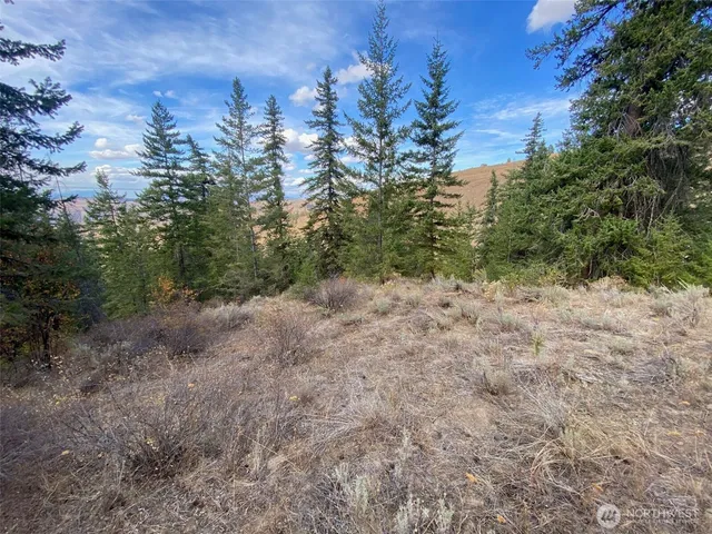 a view of a forest with trees in the background
