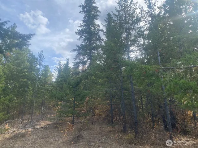 a view of a forest with trees in the background