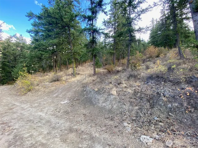 a view of a forest with trees in the background