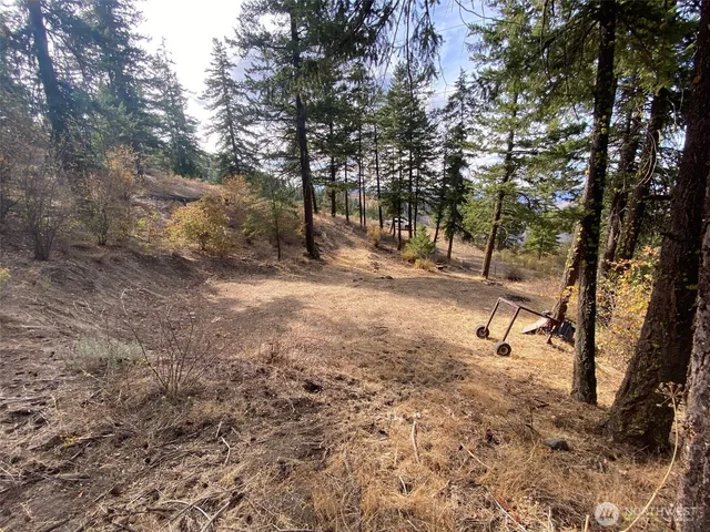 a view of a forest with trees in the background
