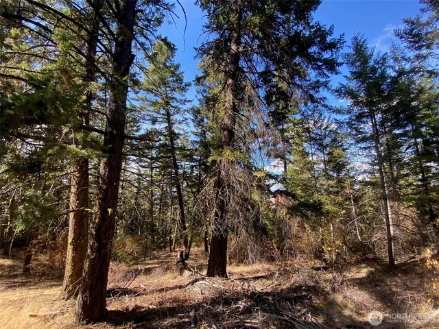 a view of a tree in a yard