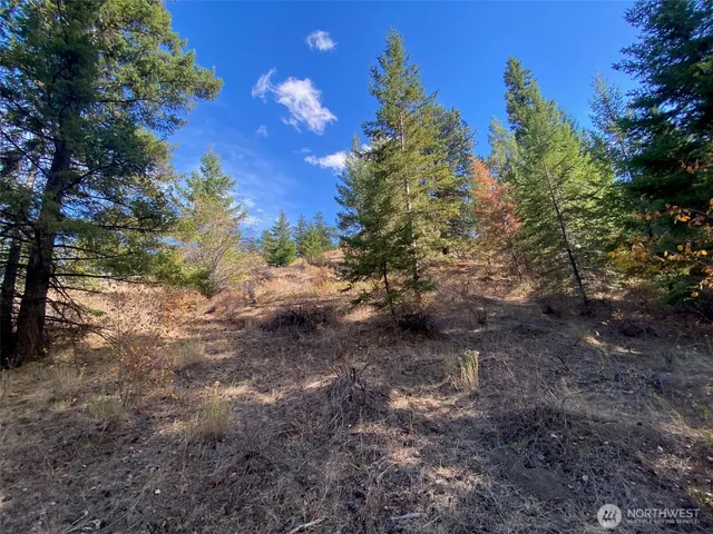 a view of a yard with trees