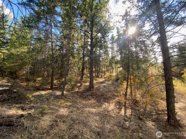 a view of a tree in a yard