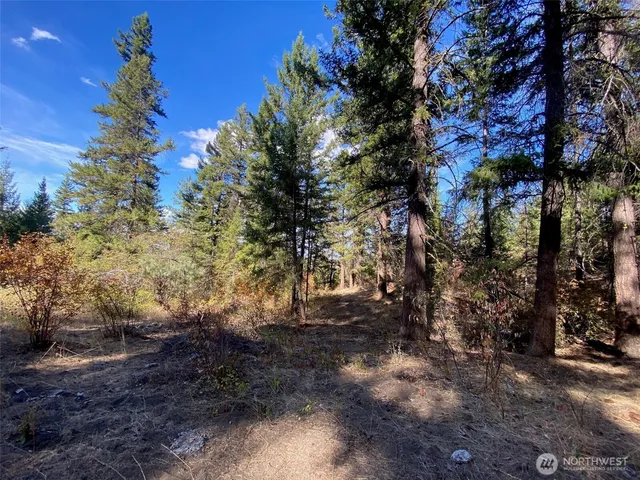 a view of a forest filled with trees