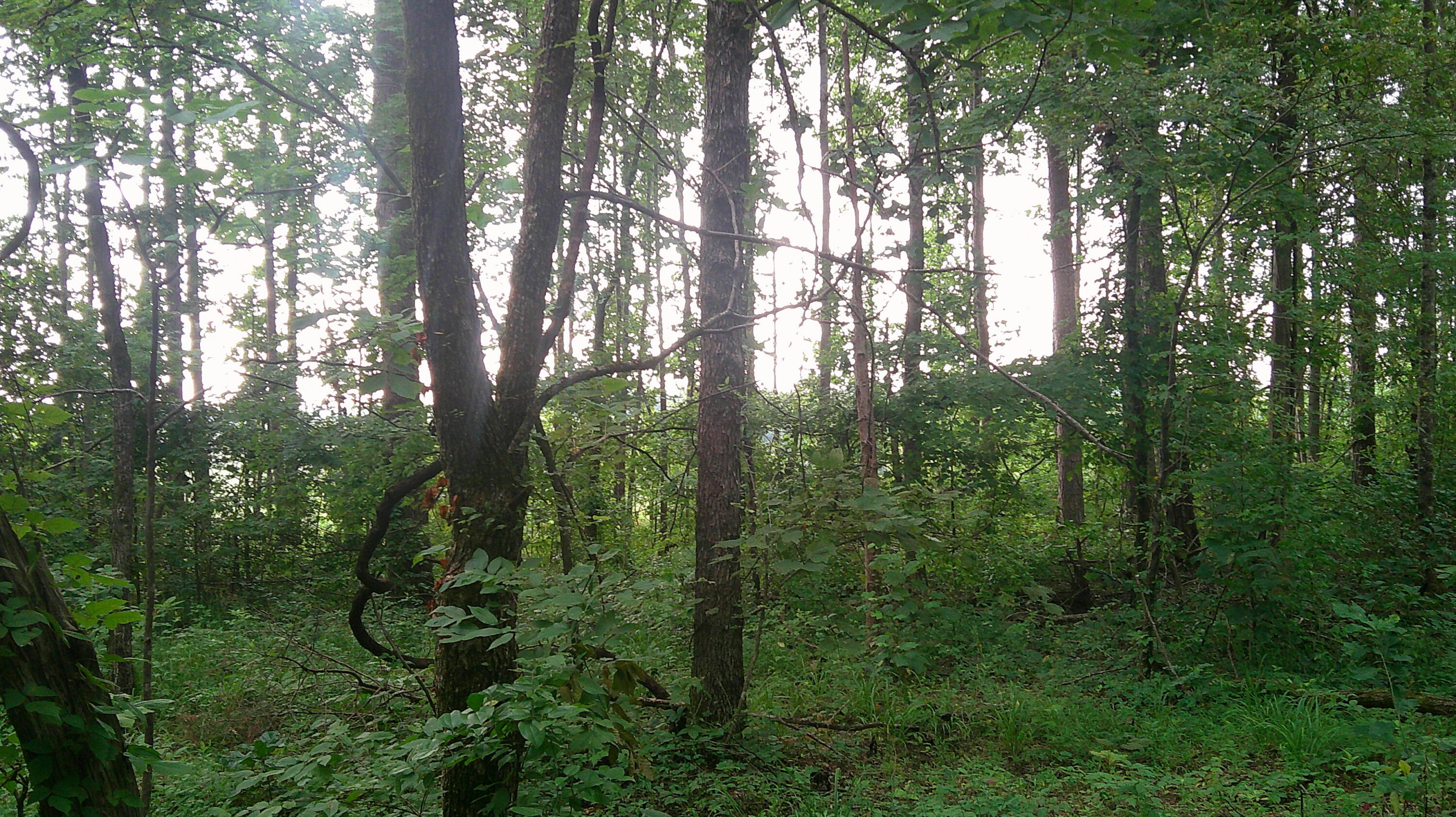 4580 County Road 701 Ripley, MS 38663 - Photo 14 of 30 Gallery Image 14
