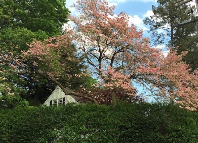 10 Dana Street Amherst, MA 01002 - Photo 38 of 40