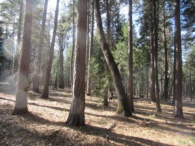 a view of a tree in the forest