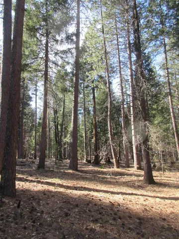 a view of a yard with large trees