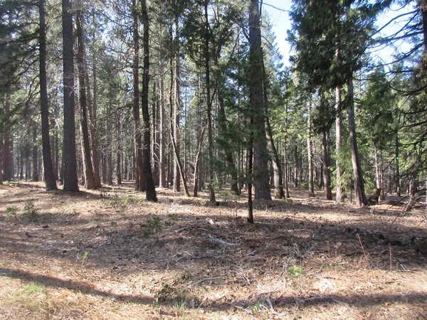 a backyard of a house with lots of trees