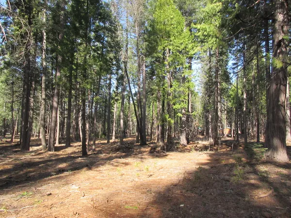 a view of outdoor space with trees