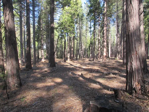 a view of outdoor space with trees
