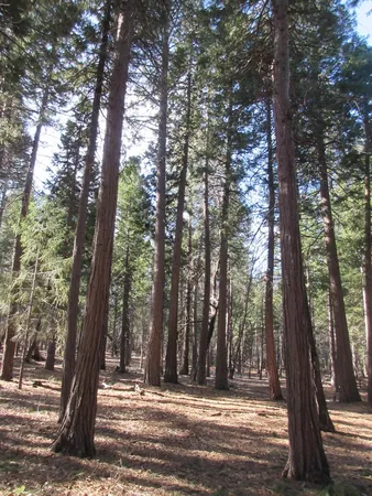a view of outdoor space with trees
