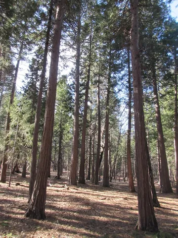a view of outdoor space with trees