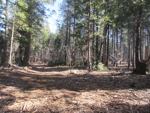 a view of a yard with large trees