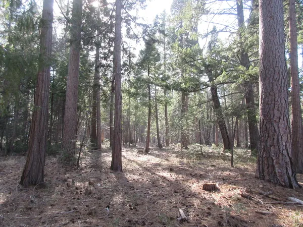 a view of outdoor space with lots of trees