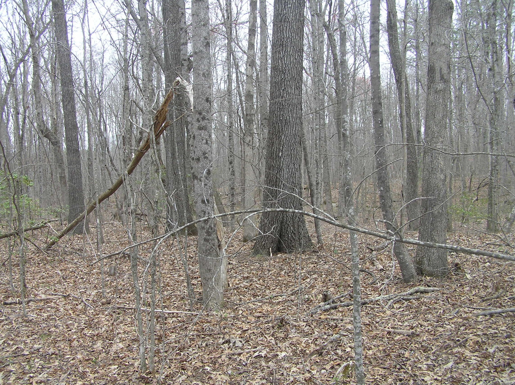 99 Prater Road Pikeville, TN 37367 - Photo 17 of 29 Gallery Image 17