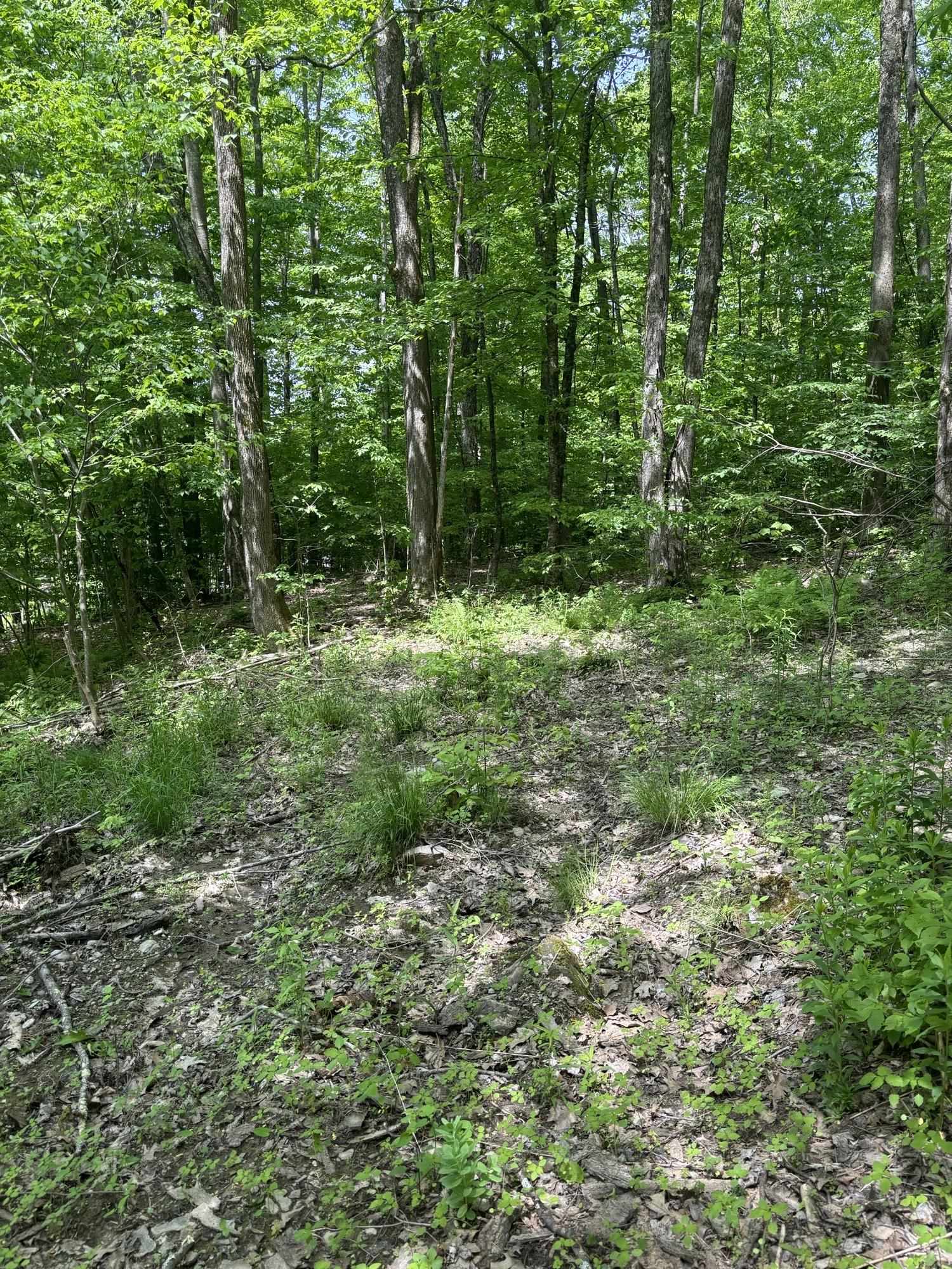0 West Sandgate Road Sandgate, VT 05250 - Photo 7 of 8 Gallery Image 7