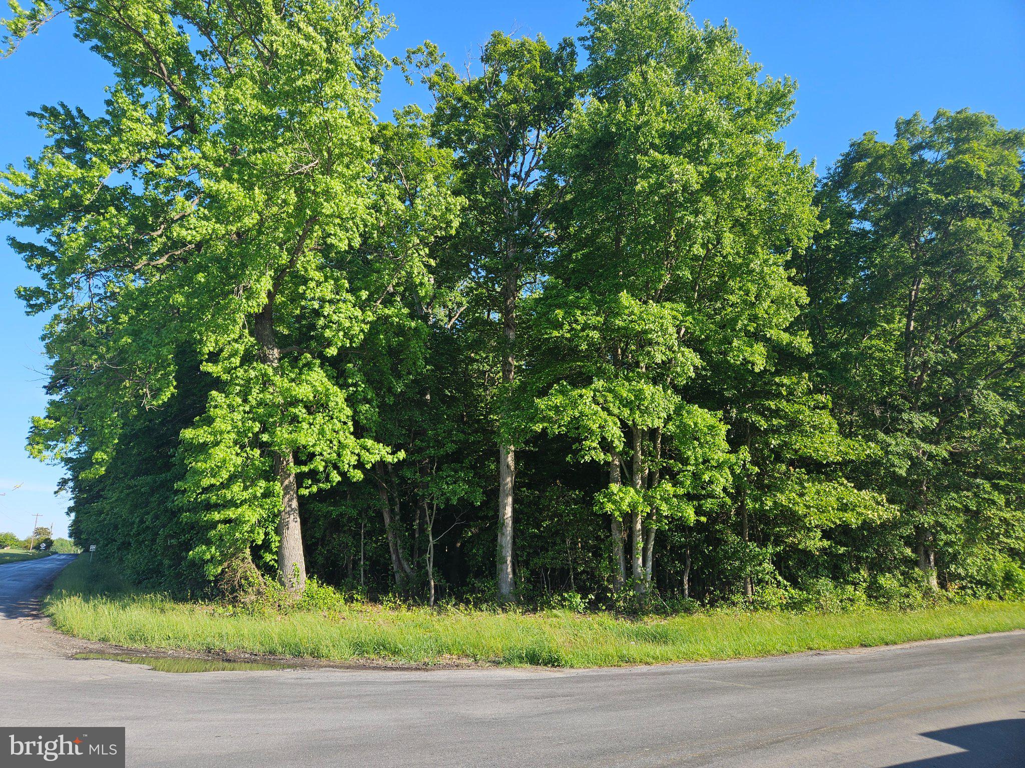 Lot 4 River Road Greensboro, MD 21639 - Photo 5 of 8 Lush greenery at a tranquil bend.
