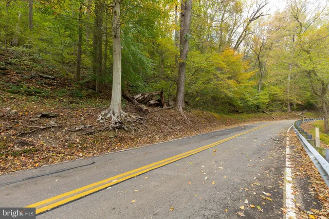 a view of a forest filled with trees