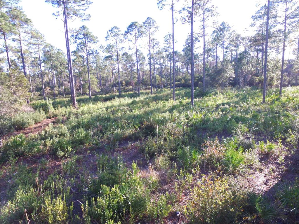 438 Mill Road Carrabelle, FL 32322 - Photo 3 of 8