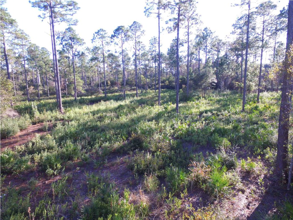 438 Mill Road Carrabelle, FL 32322 - Photo 4 of 8