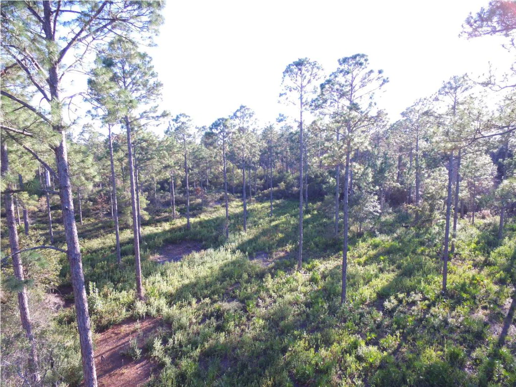 438 Mill Road Carrabelle, FL 32322 - Photo 6 of 8