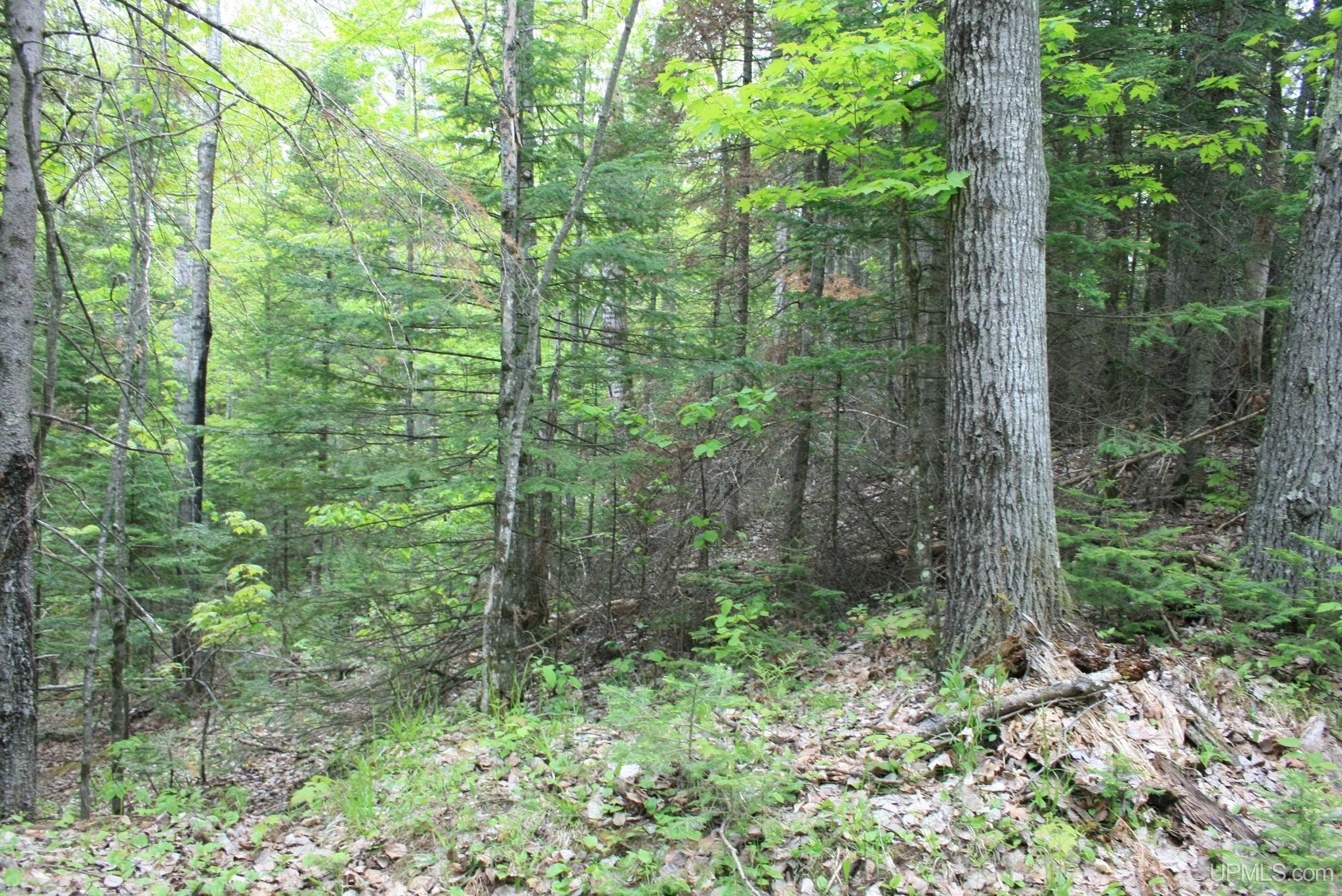 Tbd Sucker Lake Road Watersmeet, MI 49969 - Photo 23 of 24