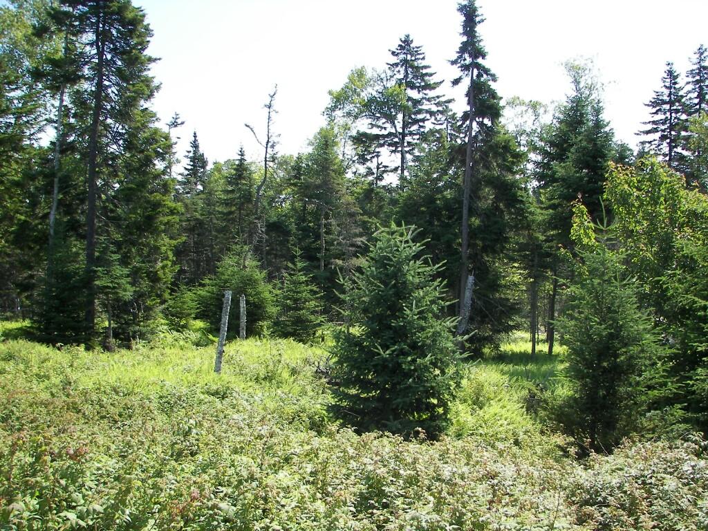 55 Calderwood Neck Road Vinalhaven, ME 04863 - Photo 10 of 18 SANDRA'S INTERIOR-E_1