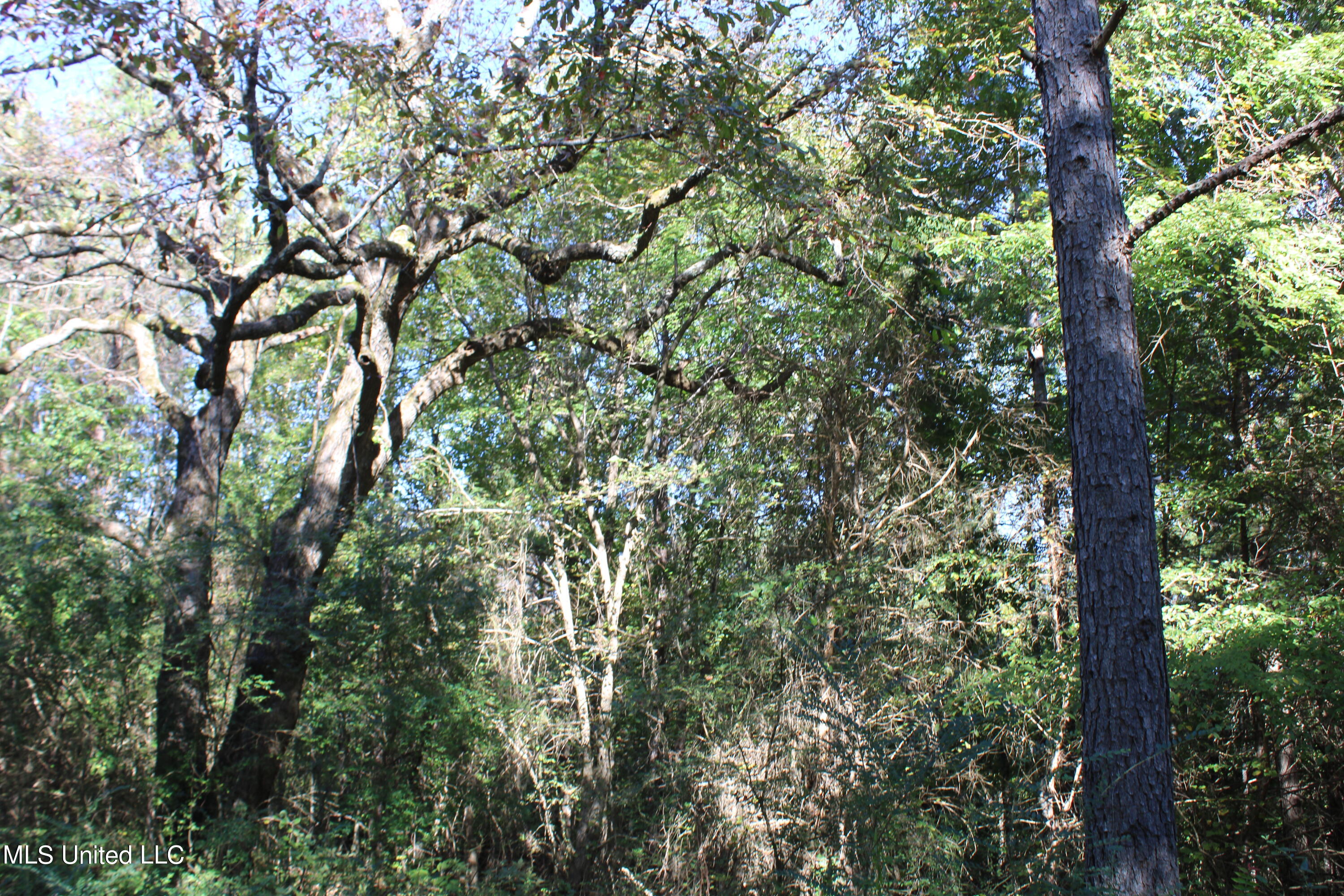 1507 Lower Gurley Road Potts Camp, MS 38659 - Photo 20 of 53 IMG_4805