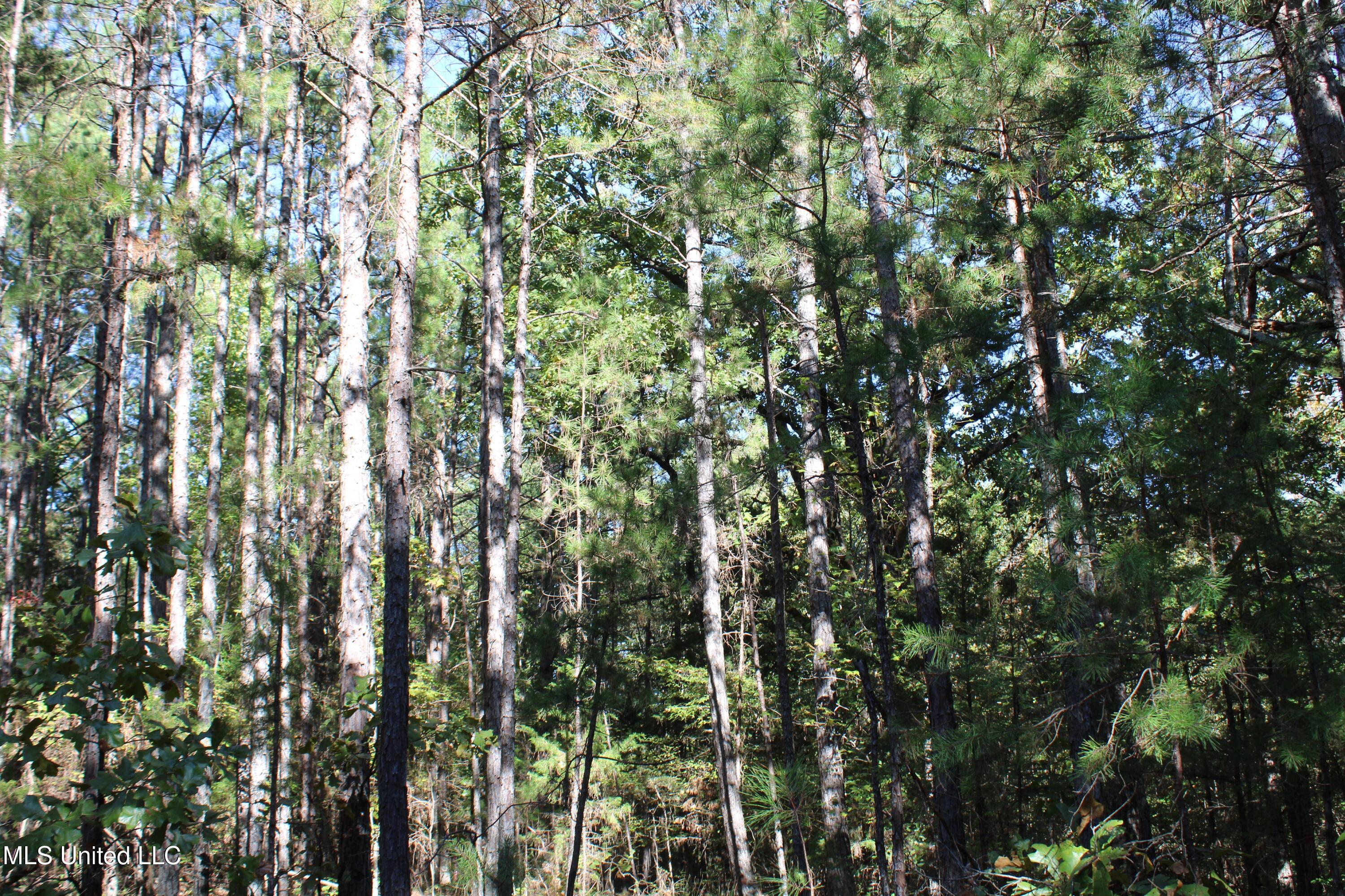 1507 Lower Gurley Road Potts Camp, MS 38659 - Photo 41 of 53 IMG_4797