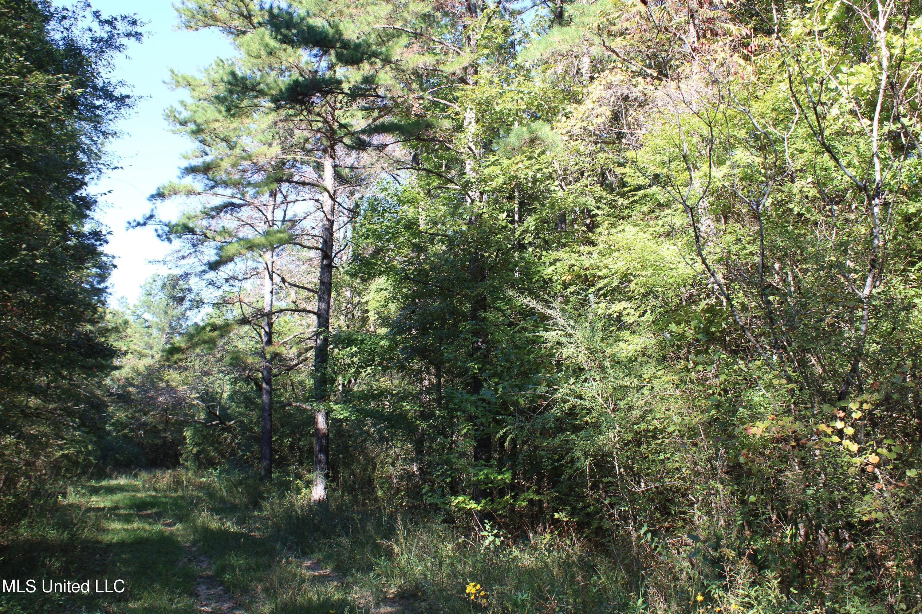 1507 Lower Gurley Road Potts Camp, MS 38659 - Photo 45 of 53 IMG_4804