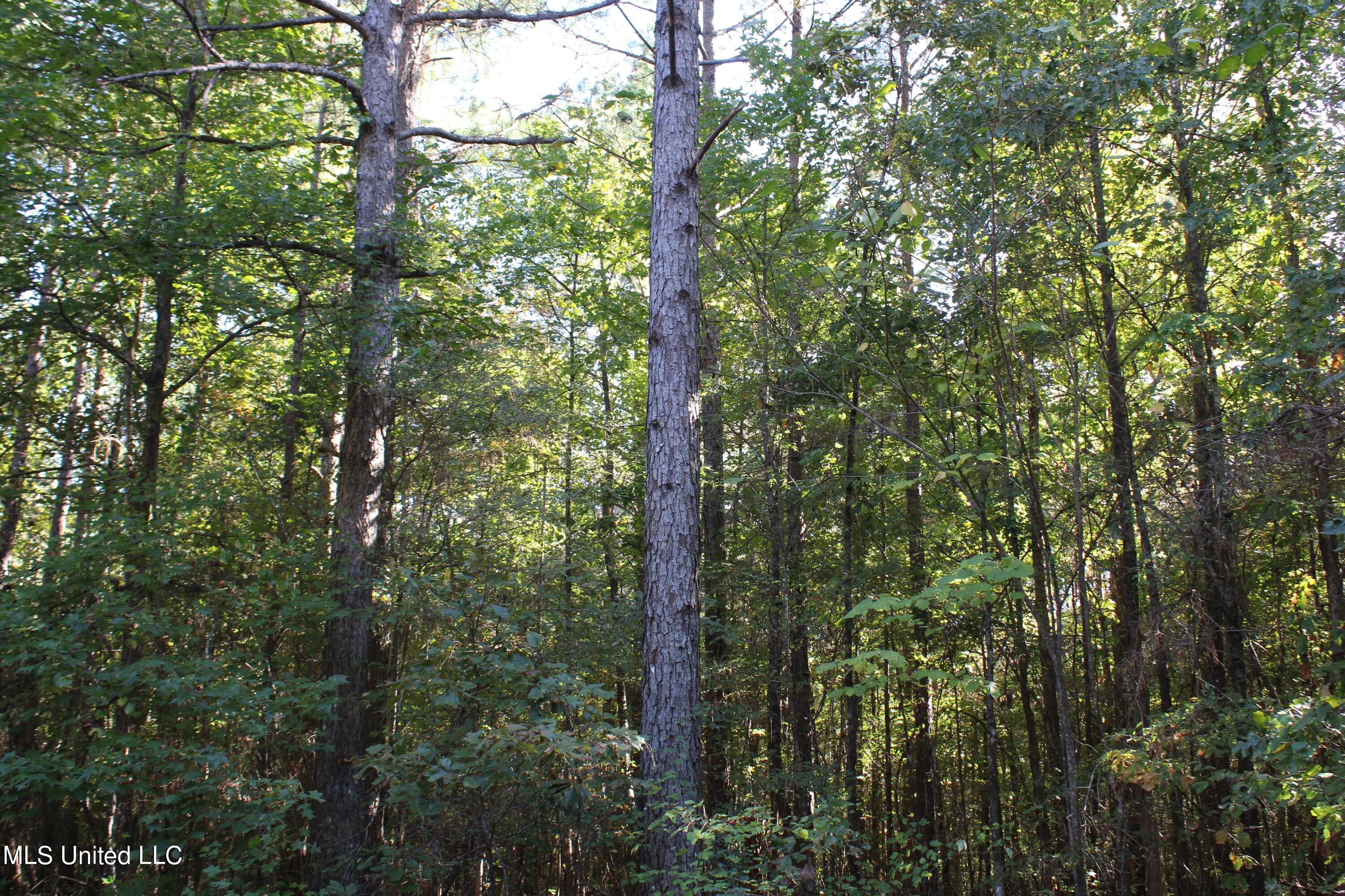 1507 Lower Gurley Road Potts Camp, MS 38659 - Photo 49 of 53 IMG_4813