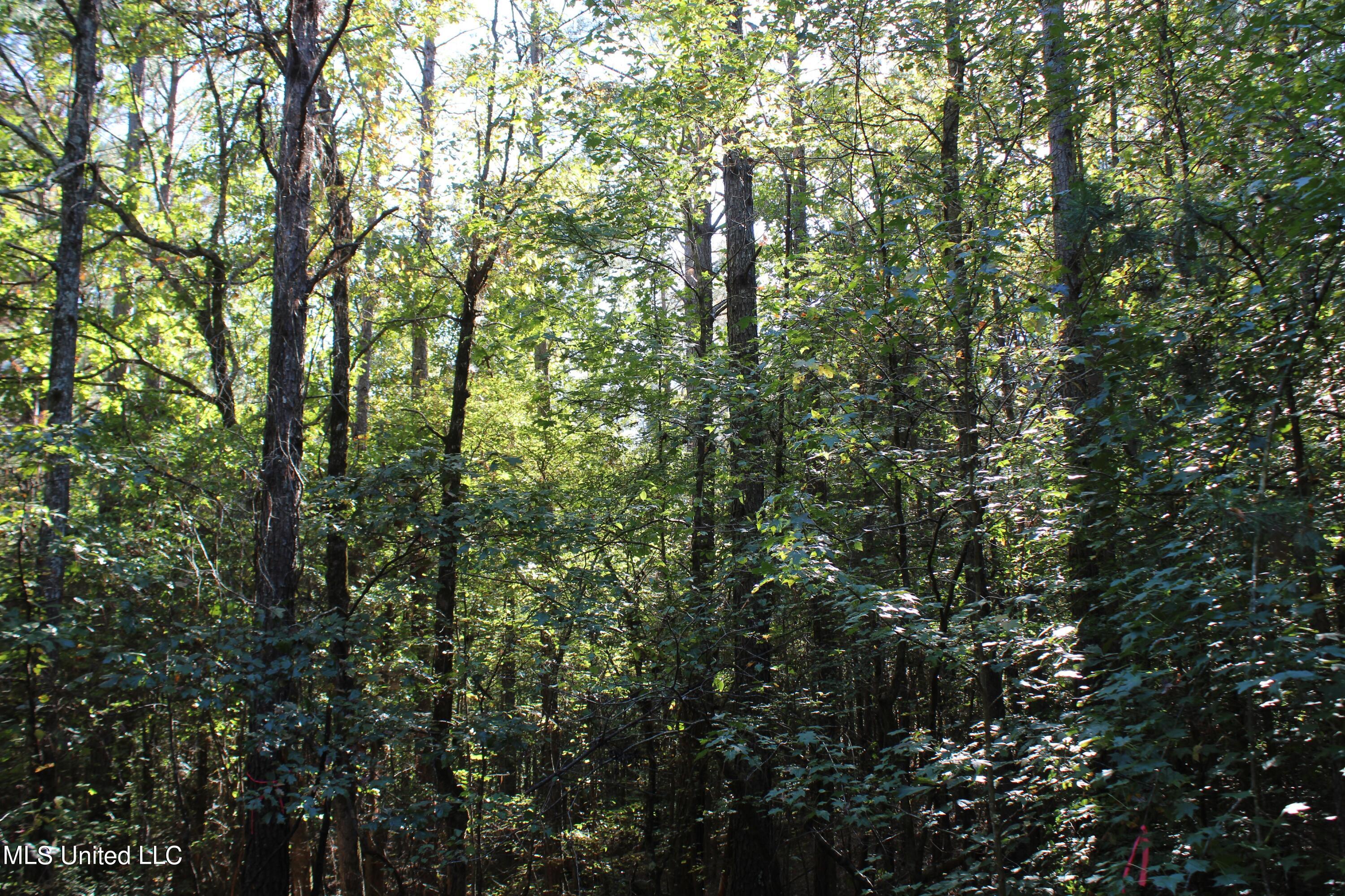 1507 Lower Gurley Road Potts Camp, MS 38659 - Photo 50 of 53 IMG_4816