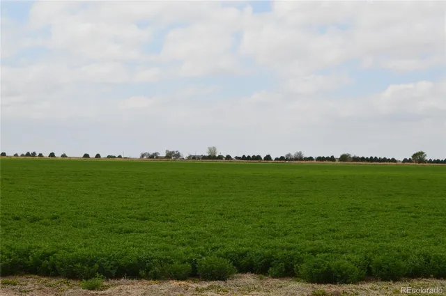 a view of field with grass and trees