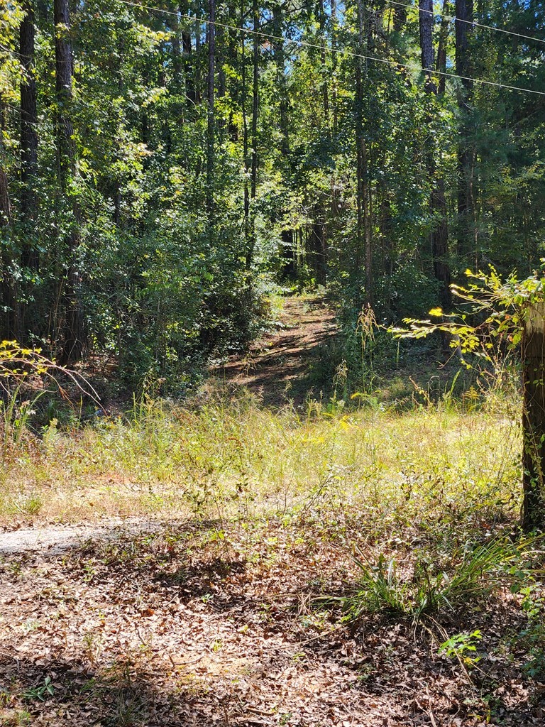 3170 County Road 53 Abbeville, AL 36310 - Photo 7 of 8