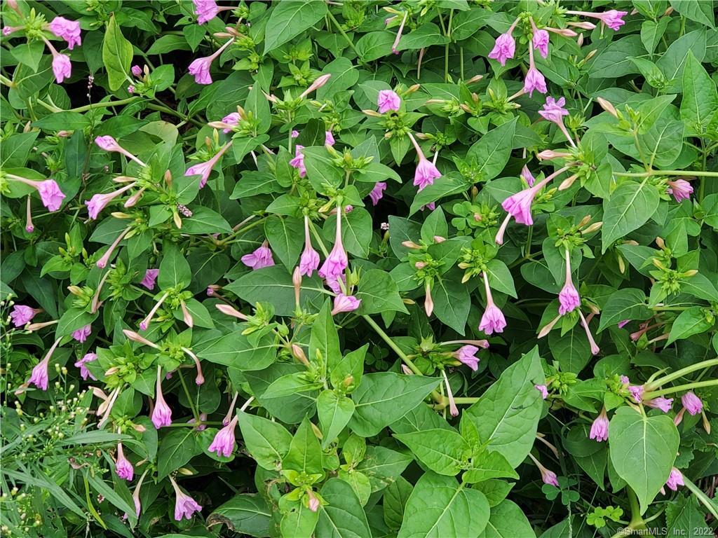 2 Dudley Town Road Windsor, CT 06095 - Photo 1 of 1 Nice flowers on the West side of house