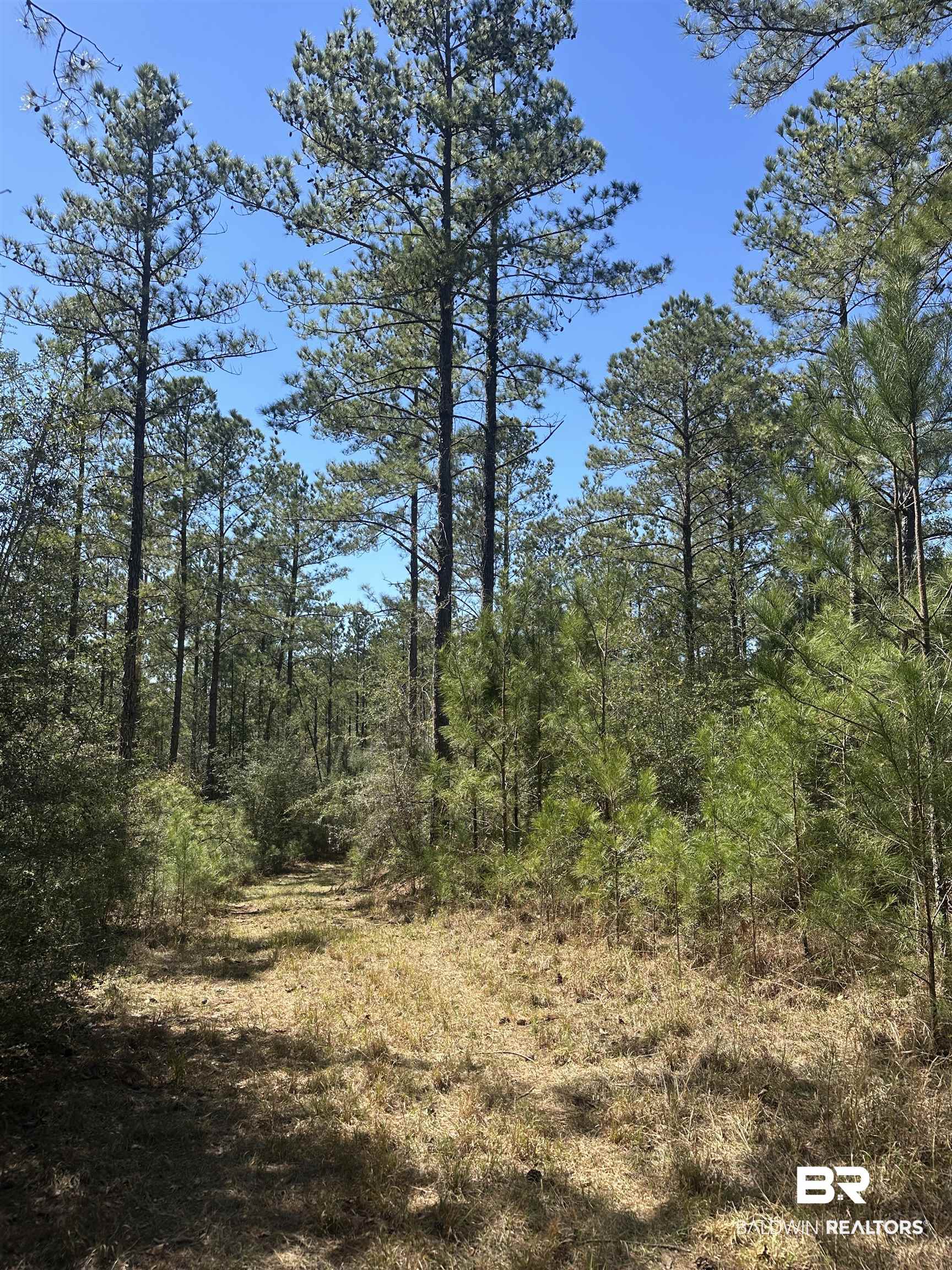 8557 County Road 34 Millry, AL 36558 - Photo 26 of 36 View of nature featuring a forest view