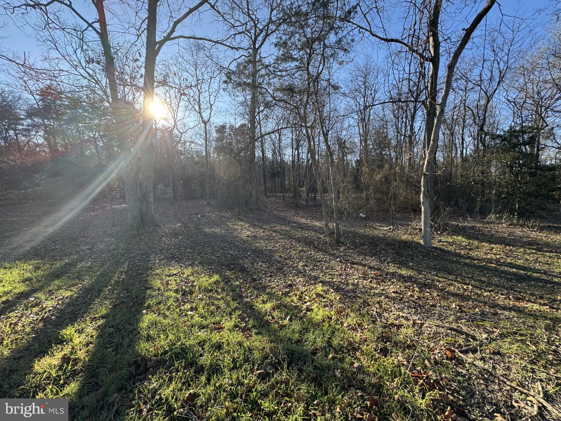 Williamsburg Road Hurlock, MD 21643 - Photo 3 of 4 a view of a yard with large trees