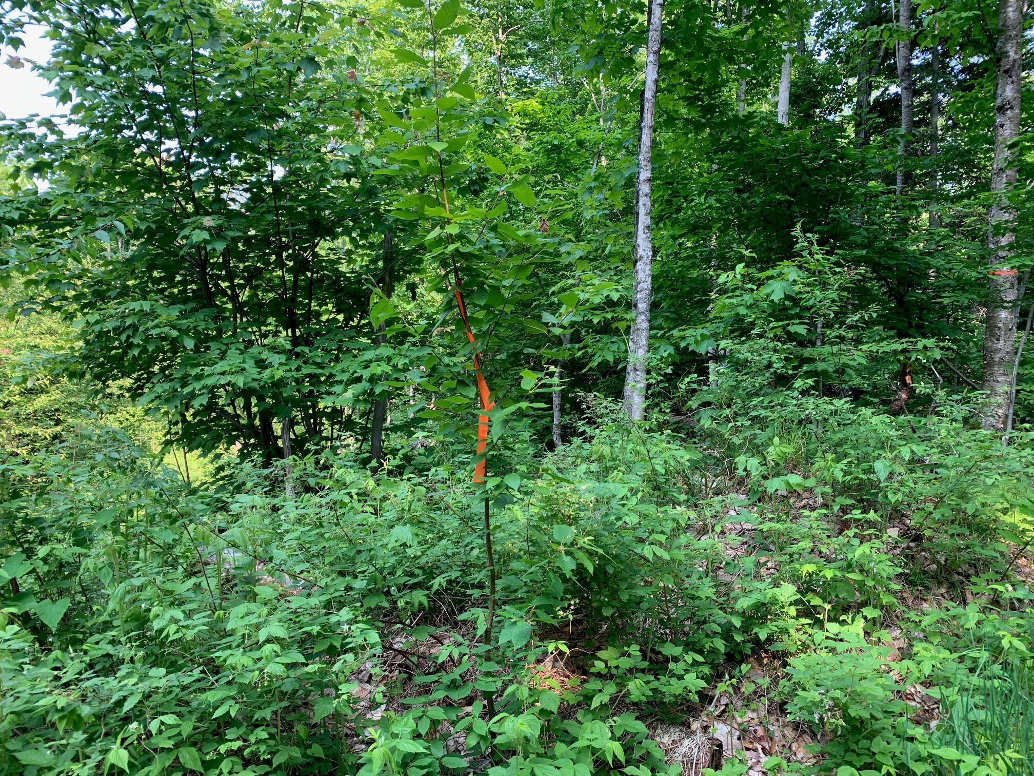 14770 North Maple Block Road Paradise, MI 49768 - Photo 9 of 20 Gallery Image 9