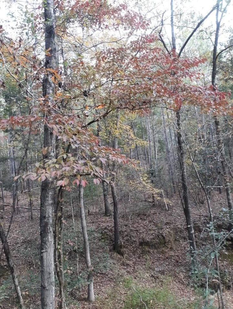 374 Manta Road Cusseta, GA 31805 - Photo 14 of 49 Beautiful Hardwood Forest
