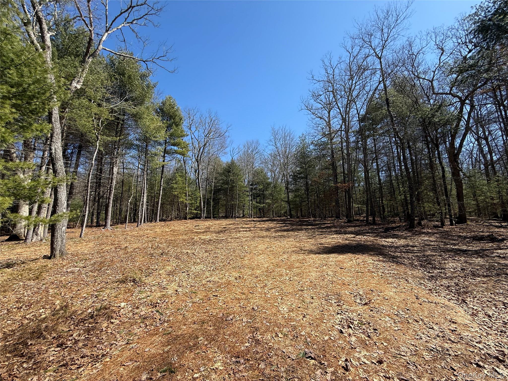 Upper Lumber Road Glen Spey, NY 12737 - Photo 5 of 9 a view of outdoor space with trees