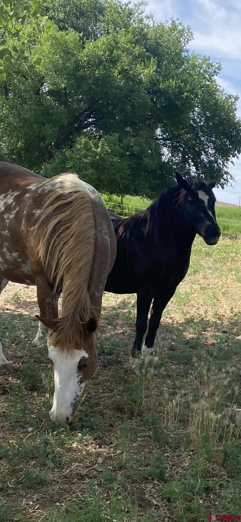 12142 2135th Road Austin, CO 81410 - Photo 38 of 45 a view of a backyard