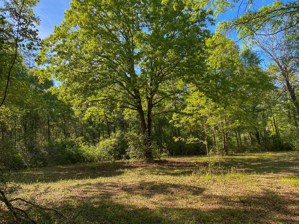 165-acres Harrison Road Kinston, AL 36453 - Photo 19 of 26