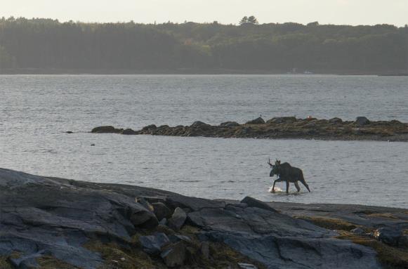 39 Wahebe Road Tenants Harbor, ME 04860 - Photo 22 of 22 moose in cove