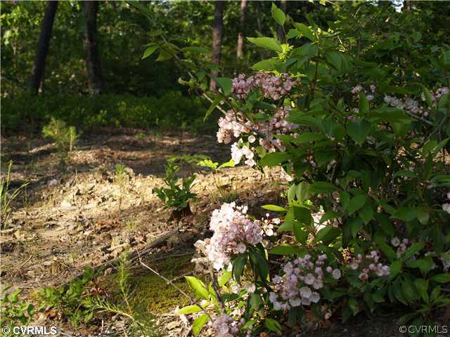 0 North Point Road Lanexa, VA 23089 - Photo 3 of 5 Other - Sample of Flora within subdivision