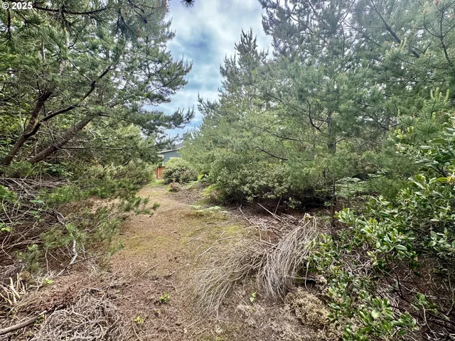 a view of a forest with trees in the background